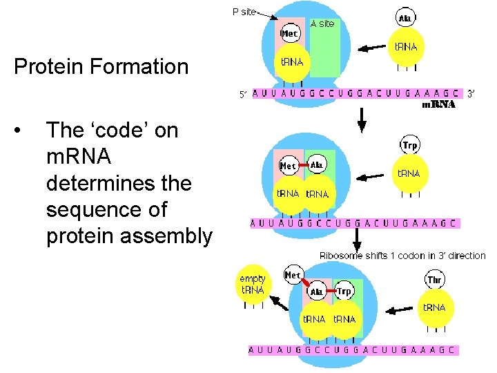 Protein Formation • The ‘code’ on m. RNA determines the sequence of protein assembly