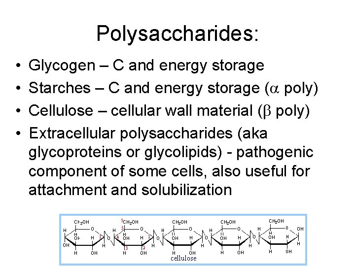 Polysaccharides: • • Glycogen – C and energy storage Starches – C and energy