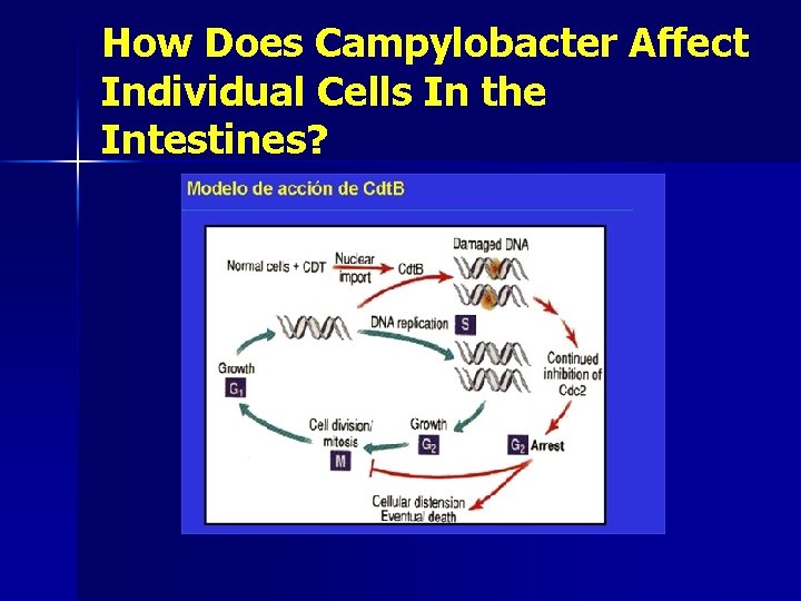 How Does Campylobacter Affect Individual Cells In the Intestines? 