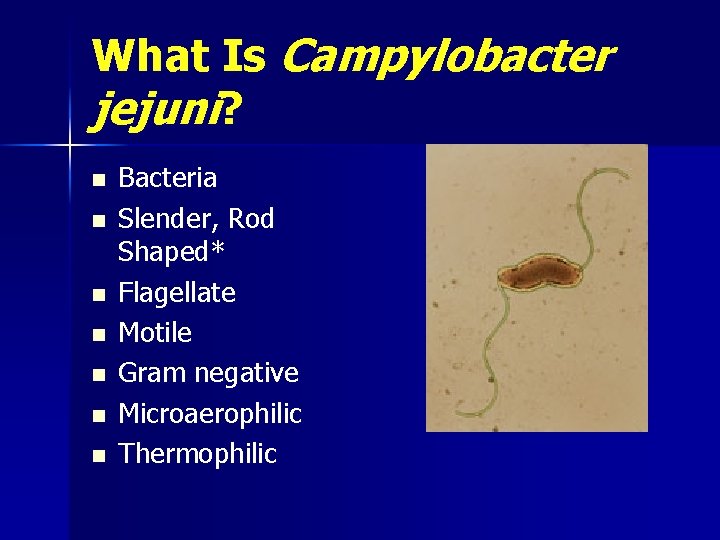 What Is Campylobacter jejuni? n n n n Bacteria Slender, Rod Shaped* Flagellate Motile