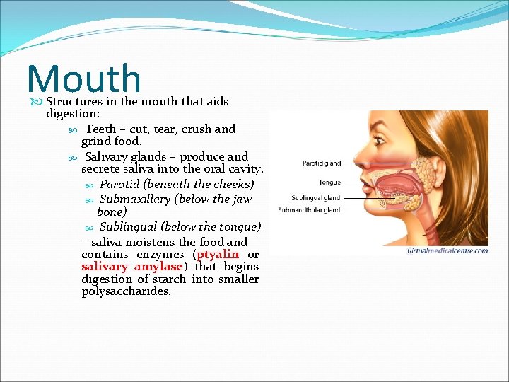 Mouth Structures in the mouth that aids digestion: Teeth – cut, tear, crush and