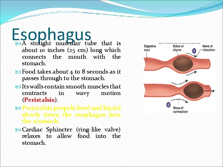 Esophagus A straight muscular tube that is about 10 inches (25 cm) long which