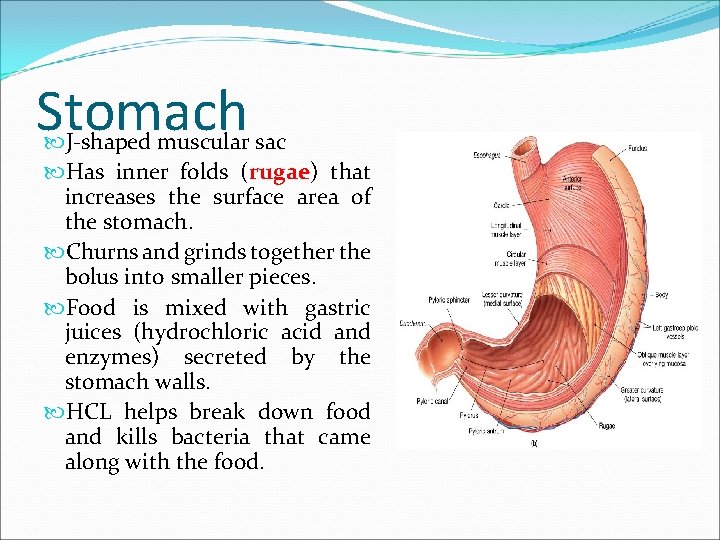 Stomach J-shaped muscular sac Has inner folds (rugae) that increases the surface area of