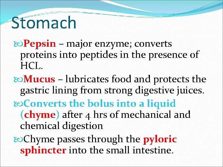 Stomach Pepsin – major enzyme; converts proteins into peptides in the presence of HCL.