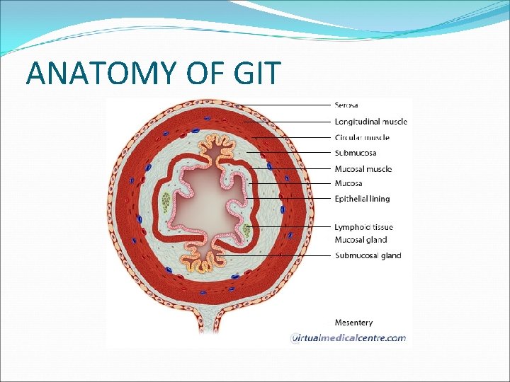 ANATOMY OF GIT 