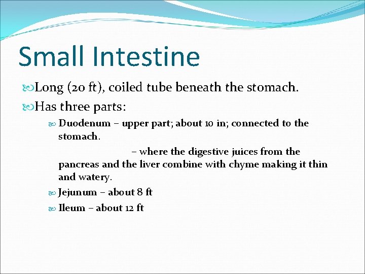 Small Intestine Long (20 ft), coiled tube beneath the stomach. Has three parts: Duodenum