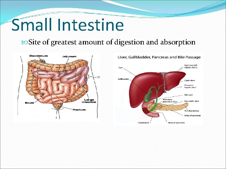 Small Intestine Site of greatest amount of digestion and absorption 