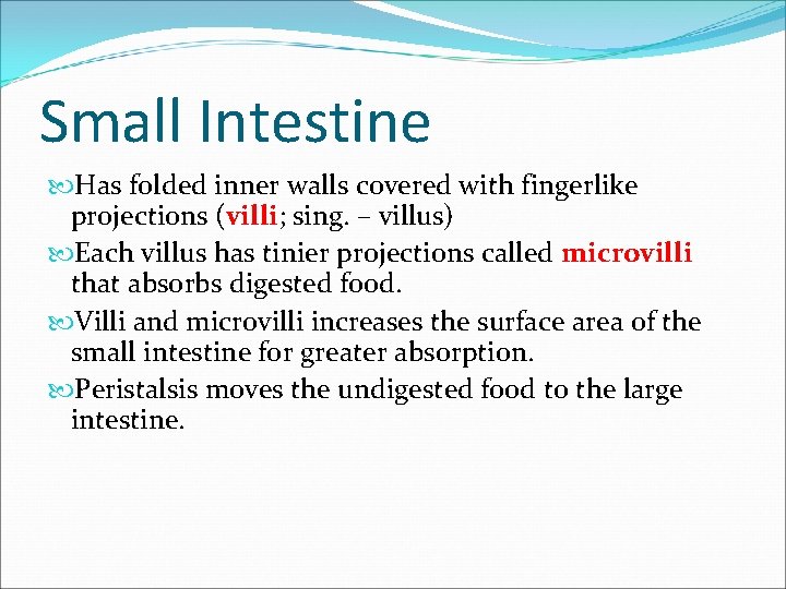 Small Intestine Has folded inner walls covered with fingerlike projections (villi; sing. – villus)