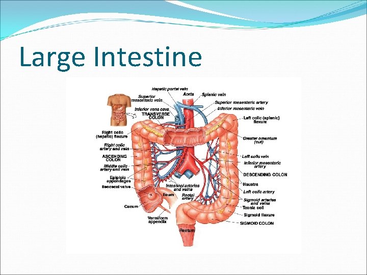 Large Intestine 