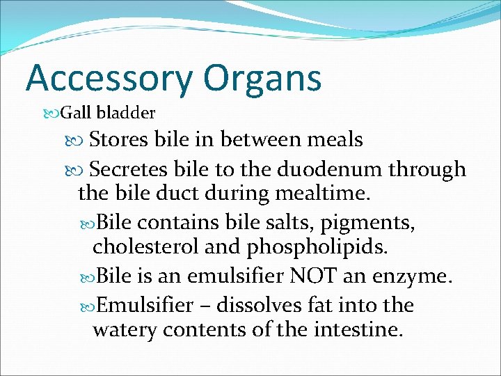 Accessory Organs Gall bladder Stores bile in between meals Secretes bile to the duodenum