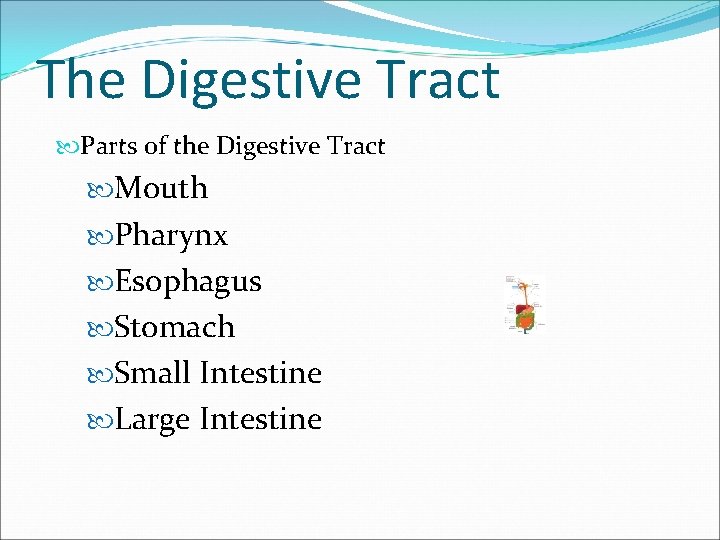 The Digestive Tract Parts of the Digestive Tract Mouth Pharynx Esophagus Stomach Small Intestine