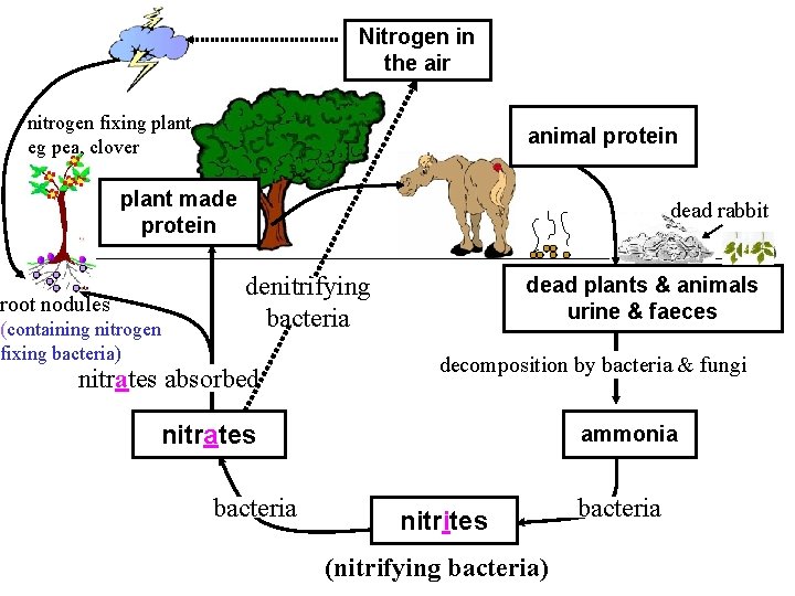 Nitrogen in the air nitrogen fixing plant eg pea, clover animal protein plant made