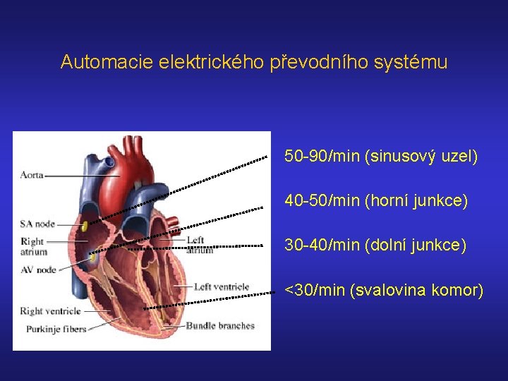 Automacie elektrického převodního systému 50 -90/min (sinusový uzel) 40 -50/min (horní junkce) 30 -40/min