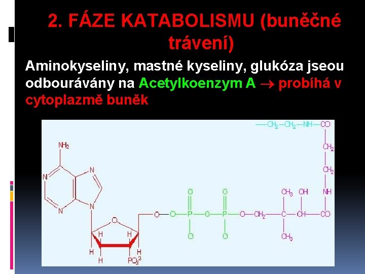 2. FÁZE KATABOLISMU (buněčné trávení) Aminokyseliny, mastné kyseliny, glukóza jseou odbourávány na Acetylkoenzym A