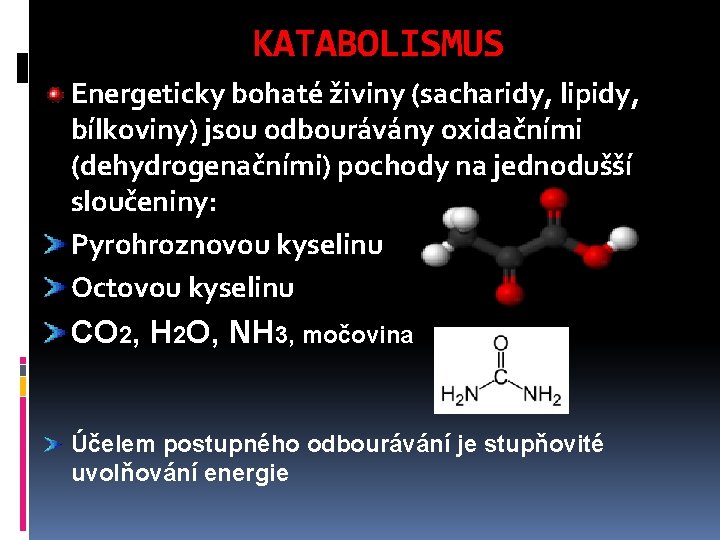 KATABOLISMUS Energeticky bohaté živiny (sacharidy, lipidy, bílkoviny) jsou odbourávány oxidačními (dehydrogenačními) pochody na jednodušší