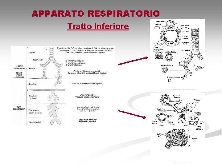 APPARATO RESPIRATORIO Tratto Inferiore 