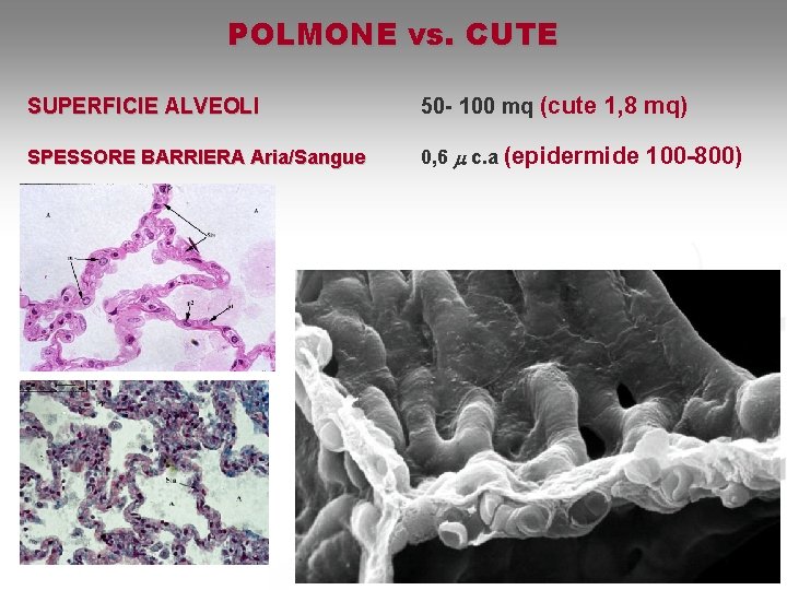 POLMONE vs. CUTE SUPERFICIE ALVEOLI 50 - 100 mq (cute 1, 8 mq) SPESSORE