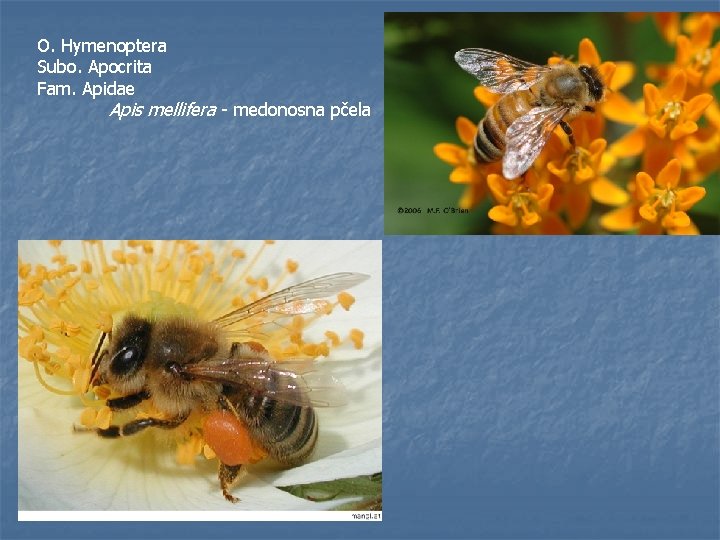 O. Hymenoptera Subo. Apocrita Fam. Apidae Apis mellifera - medonosna pčela 