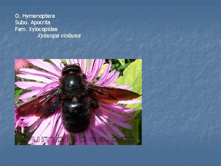 O. Hymenoptera Subo. Apocrita Fam. Xylocopidae Xylocopa violacea 