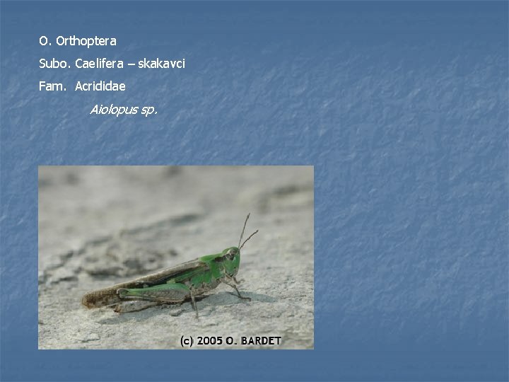 O. Orthoptera Subo. Caelifera – skakavci Fam. Acrididae Aiolopus sp. 
