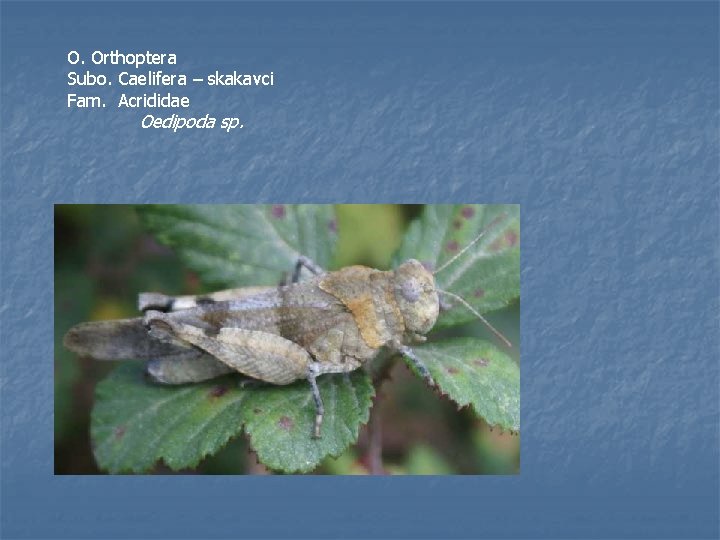 O. Orthoptera Subo. Caelifera – skakavci Fam. Acrididae Oedipoda sp. 