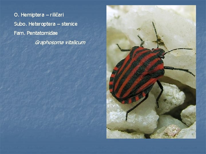 O. Hemiptera – riličari Subo. Heteroptera – stenice Fam. Pentatomidae Graphosoma vitalicum 