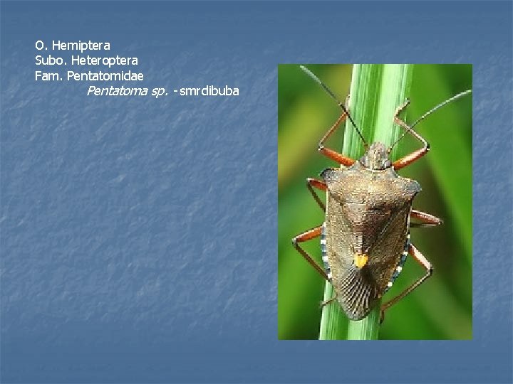 O. Hemiptera Subo. Heteroptera Fam. Pentatomidae Pentatoma sp. - smrdibuba 