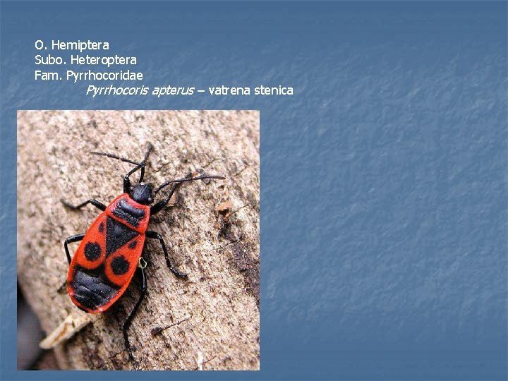 O. Hemiptera Subo. Heteroptera Fam. Pyrrhocoridae Pyrrhocoris apterus – vatrena stenica 