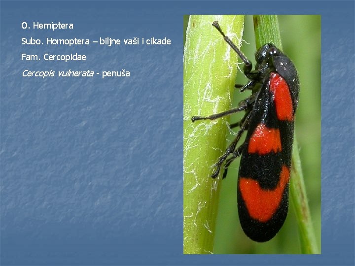 O. Hemiptera Subo. Homoptera – biljne vaši i cikade Fam. Cercopidae Cercopis vulnerata -