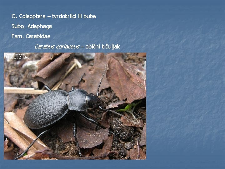 O. Coleoptera – tvrdokrilci ili bube Subo. Adephaga Fam. Carabidae Carabus coriaceus – obični