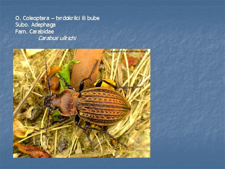 O. Coleoptera – tvrdokrilci ili bube Subo. Adephaga Fam. Carabidae Carabus ullrichi 