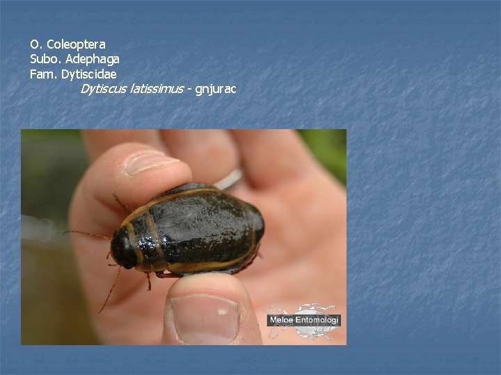 O. Coleoptera Subo. Adephaga Fam. Dytiscidae Dytiscus latissimus - gnjurac 