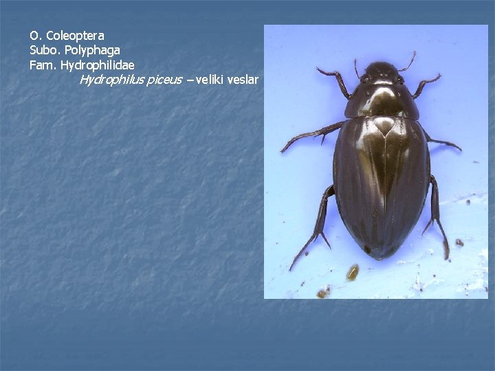 O. Coleoptera Subo. Polyphaga Fam. Hydrophilidae Hydrophilus piceus – veliki veslar 