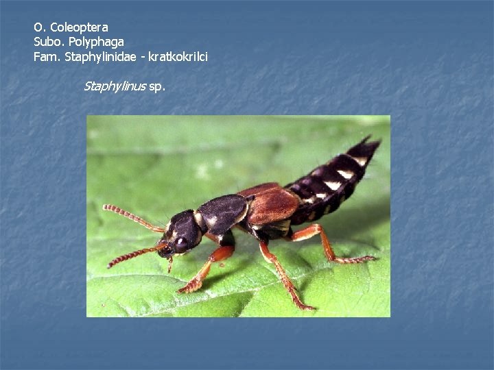 O. Coleoptera Subo. Polyphaga Fam. Staphylinidae - kratkokrilci Staphylinus sp. 