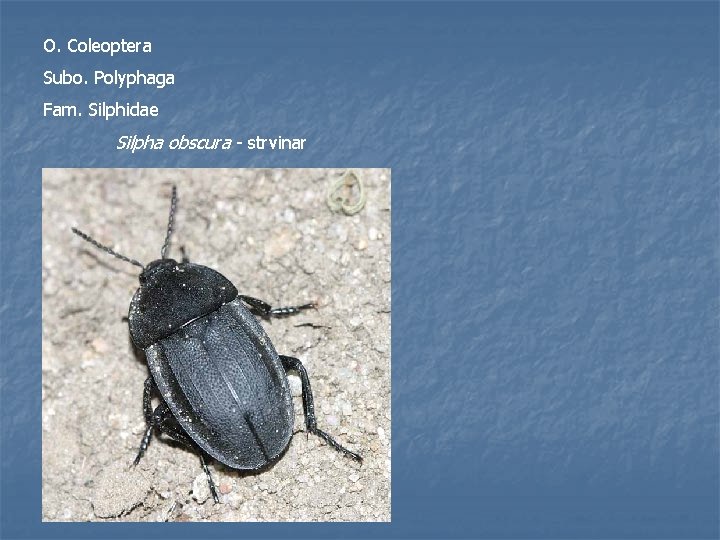 O. Coleoptera Subo. Polyphaga Fam. Silphidae Silpha obscura - strvinar 