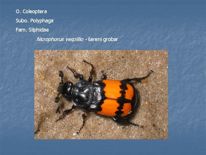 O. Coleoptera Subo. Polyphaga Fam. Silphidae Nicrophorus vespillio - šareni grobar 