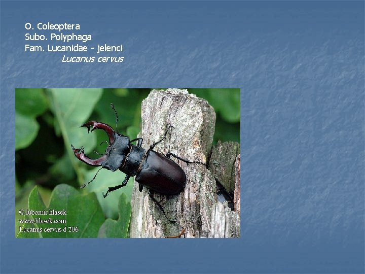 O. Coleoptera Subo. Polyphaga Fam. Lucanidae - jelenci Lucanus cervus 
