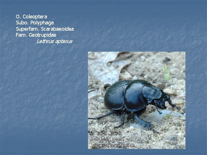 O. Coleoptera Subo. Polyphaga Superfam. Scarabaeoidea Fam. Geotrupidae Lethrus apterus 