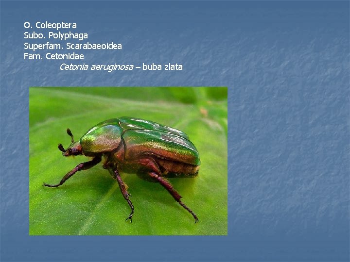 O. Coleoptera Subo. Polyphaga Superfam. Scarabaeoidea Fam. Cetonidae Cetonia aeruginosa – buba zlata 