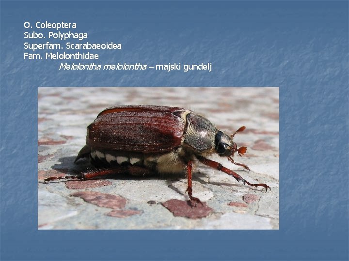 O. Coleoptera Subo. Polyphaga Superfam. Scarabaeoidea Fam. Melolonthidae Melolontha melolontha – majski gundelj 