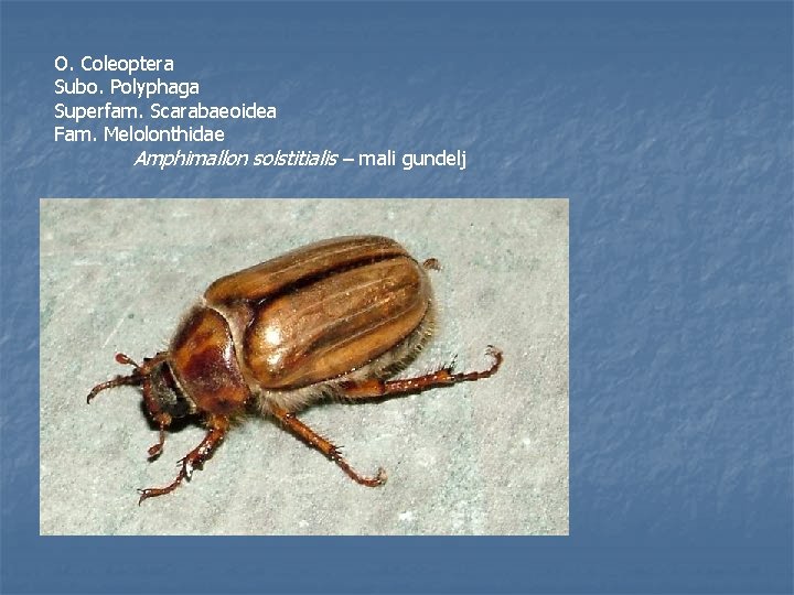 O. Coleoptera Subo. Polyphaga Superfam. Scarabaeoidea Fam. Melolonthidae Amphimallon solstitialis – mali gundelj 