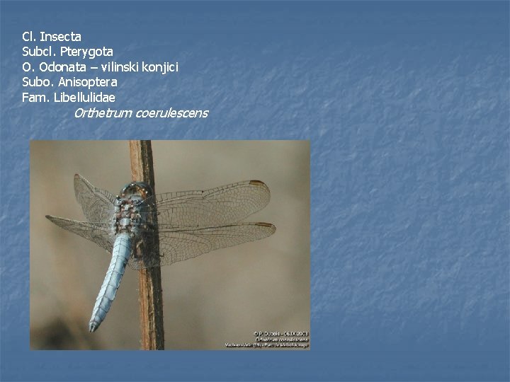 Cl. Insecta Subcl. Pterygota O. Odonata – vilinski konjici Subo. Anisoptera Fam. Libellulidae Orthetrum
