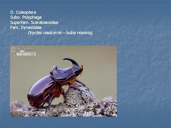 O. Coleoptera Subo. Polyphaga Superfam. Scarabaeoidea Fam. Dynastidae Oryctes nasicornis – buba nosorog 