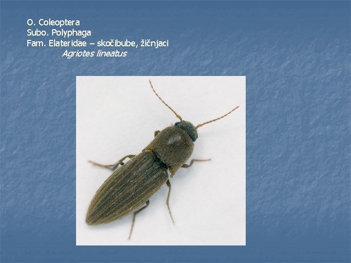 O. Coleoptera Subo. Polyphaga Fam. Elateridae – skočibube, žičnjaci Agriotes lineatus 