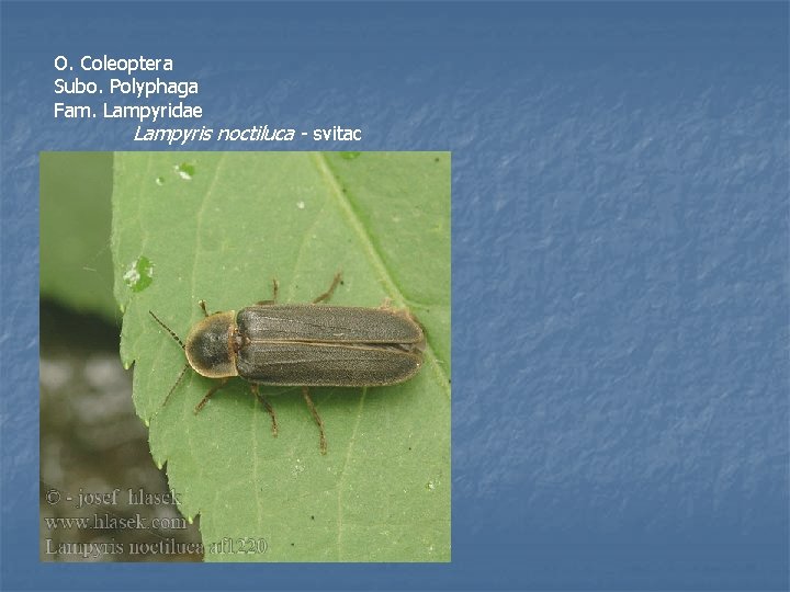 O. Coleoptera Subo. Polyphaga Fam. Lampyridae Lampyris noctiluca - svitac 