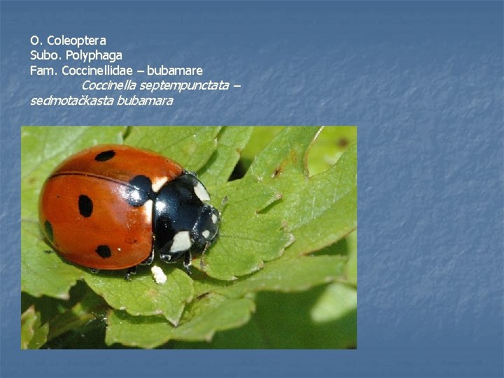 O. Coleoptera Subo. Polyphaga Fam. Coccinellidae – bubamare Coccinella septempunctata – sedmotačkasta bubamara 