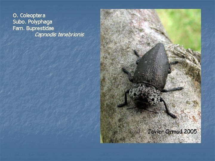 O. Coleoptera Subo. Polyphaga Fam. Buprestidae Capnodis tenebrionis 