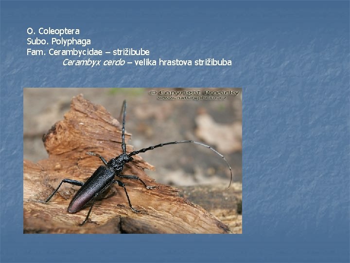 O. Coleoptera Subo. Polyphaga Fam. Cerambycidae – strižibube Cerambyx cerdo – velika hrastova strižibuba