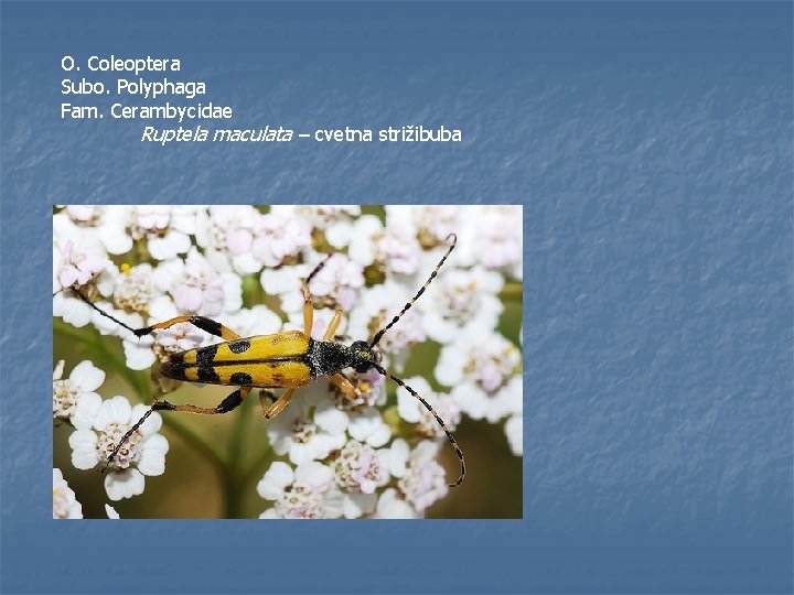 O. Coleoptera Subo. Polyphaga Fam. Cerambycidae Ruptela maculata – cvetna strižibuba 