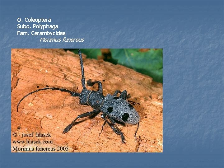 O. Coleoptera Subo. Polyphaga Fam. Cerambycidae Morimus funereus 